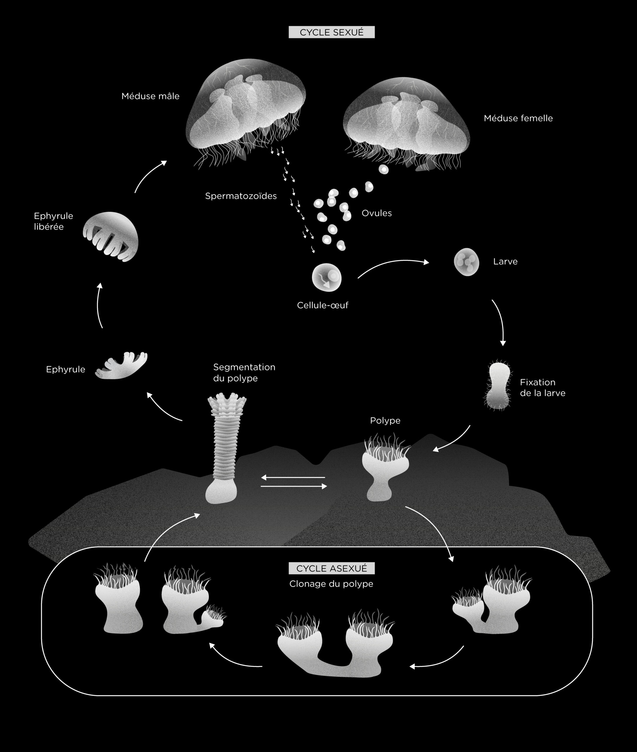 cycle-aurelia_LIVRAISON_V2